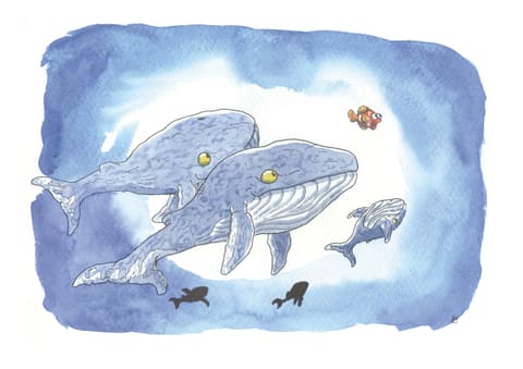 Aquarelle : deux baleines à bosse nagent dans le bleu, suivies d’un baleineau et de petits poissons.