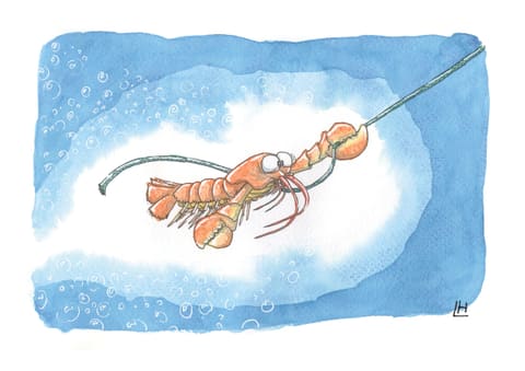 Aquarelle : un homard se laisse hisser hors de l’eau, suspendu à une ligne de pêche.