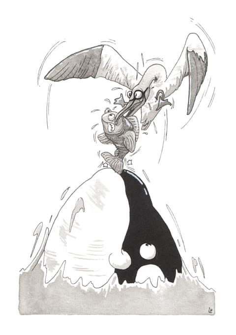 Dessin à l’encre : un oiseau marin tente de s’envoler avec un poisson bien trop lourd pour lui, au-dessus d’une orque qui émerge.