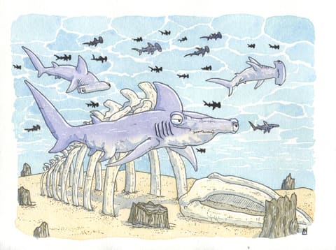 Aquarelle : un requin-marteau nage au-dessus d’un squelette de baleine posé sur le fond sableux, au milieu d’un banc de requins.