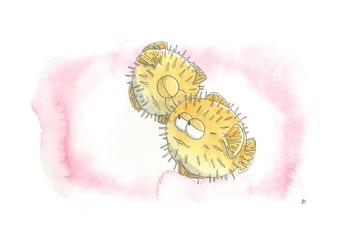 Aquarelle : deux poissons-globes tout ronds et hérissés se blottissent l’un contre l’autre sur un fond rose.
