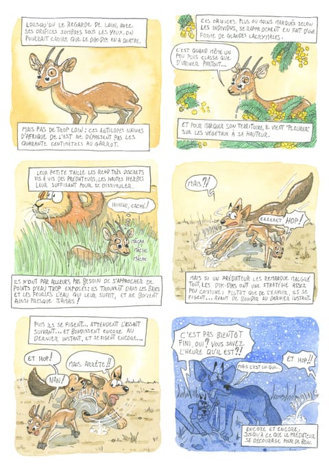 Bizanimaleries — N° 5 · Dik dik