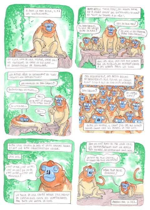 Bizanimaleries — N° 8 · Rhinopithèque de Roxellane