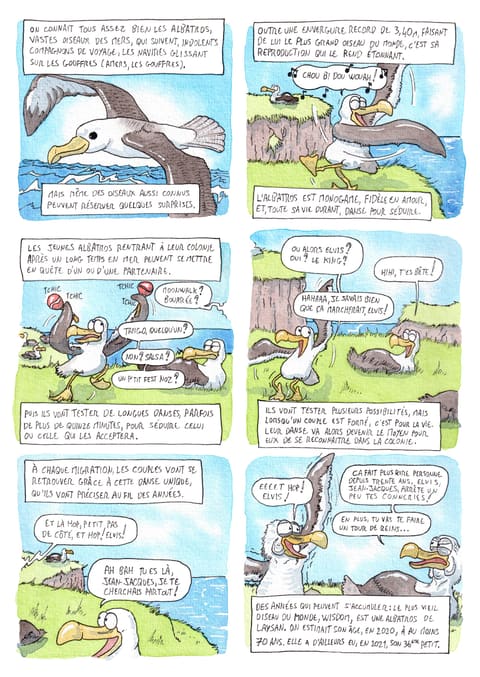Bizanimaleries — N° 13 · Albatros