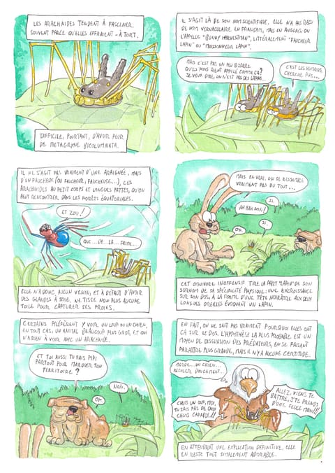 Bizanimaleries — N° 14 · Faucheux lapin