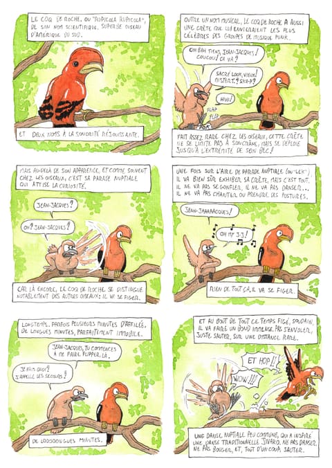 Bizanimaleries — N° 19 · Coq de roche