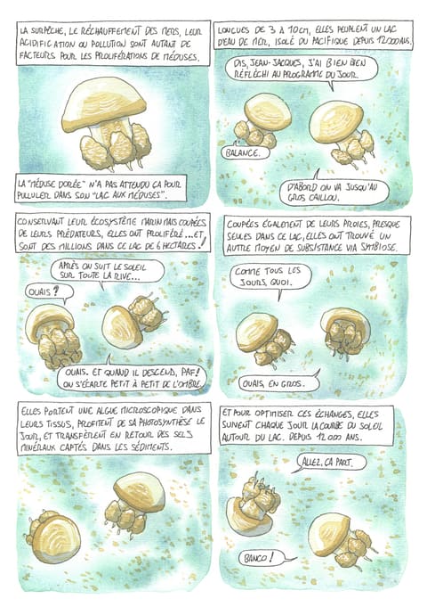 Bizanimaleries — N° 34 · Méduse dorée