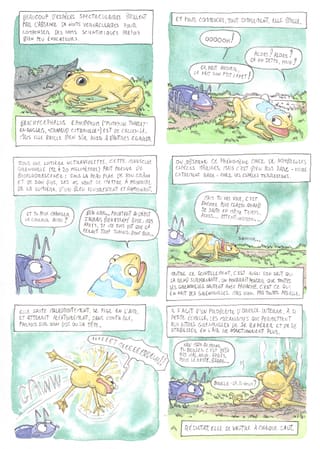 Page de Bizanimaleries consacrée à Brachycephalus ephippium, une minuscule grenouille jaune vif, racontée en cases de bande dessinée.